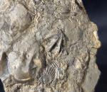 Tetractinella trigonella SCHLOTHEIM 1820 - Bild &copy; FossNet FossilienStore